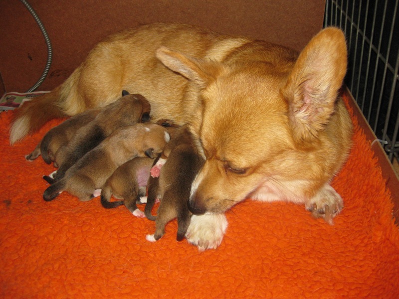 1 Day old